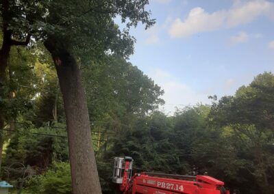 Tree Removal in Rochester NY